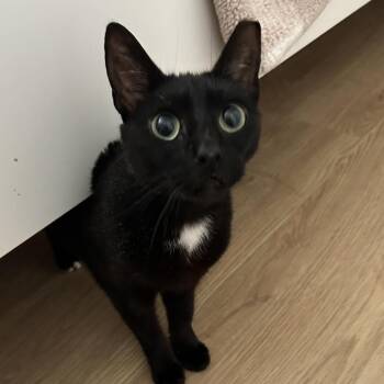 Ili -  Domestic Short Hair Cat for Adoption in Buffalo, New York - Ili | PetCurious