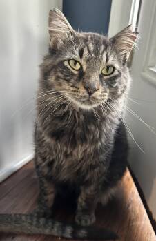 Matteo -  Domestic Medium Hair Cat for Adoption in Unionville, Missouri - Matteo | PetCurious