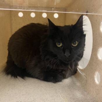 Belladonna -  Domestic Long Hair Cat for Adoption in Reno, Nevada - Belladonna | PetCurious