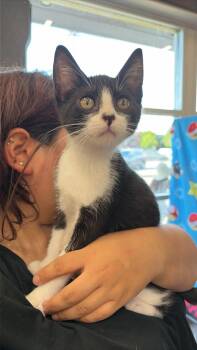 Milo -  Tuxedo Cat for Adoption in Burnaby, British Columbia - Milo | PetCurious