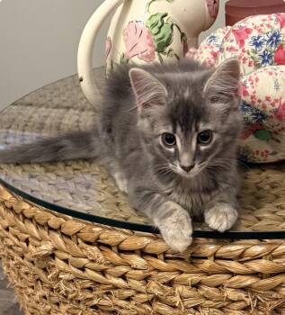 Star -  Domestic Long Hair Cat for Adoption in Holly Springs, Georgia - Star | PetCurious