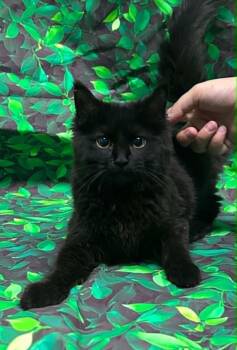 Domestic Medium Hair Cats Available for Adoption in Wetumpka, Alabama - 260453  Knife | PetCurious