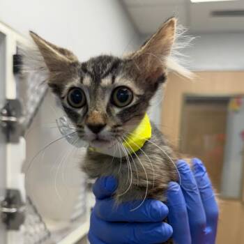Yoda (10) -  Domestic Long Hair Cat for Adoption in Marshall, Texas - Yoda (10) | PetCurious