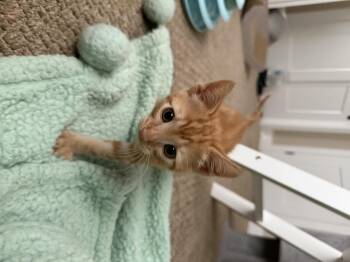Domestic Short Hair Cats Available for Adoption in Ephrata, Washington - Ruby | PetCurious