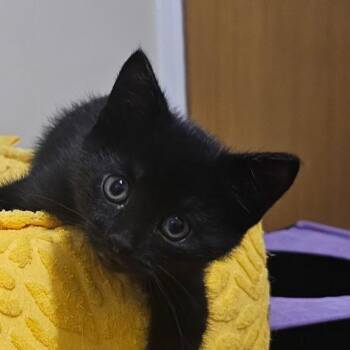 Auckland -  Domestic Short Hair Cat for Adoption in Ben Avon, Pennsylvania - Auckland | PetCurious