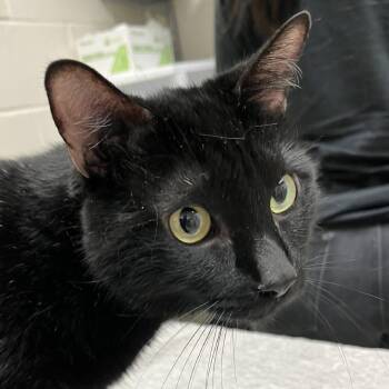 Kuro -  Domestic Short Hair Cat for Adoption in Murray, Utah - Kuro | PetCurious
