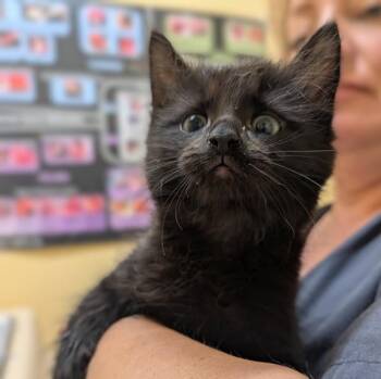 Bananarama -  Domestic Long Hair Cat for Adoption in Sechelt, British Columbia - Bananarama | PetCurious