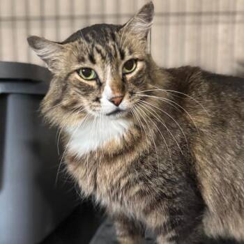 Donna -  Domestic Short Hair Cat for Adoption in Boston, Massachusetts - Donna | PetCurious