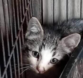 Leo -  Domestic Short Hair and Siamese Cat for Adoption in Fair Oaks, Indiana - Leo | PetCurious