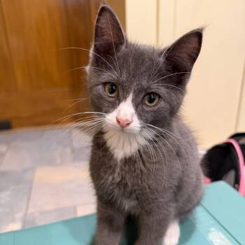 Boots -  Domestic Short Hair Cat for Adoption in Shelbyville, Indiana - Boots | PetCurious