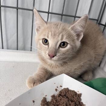 Domestic Short Hair Cats Available for Adoption in Troy, Virginia - Yahtzee | PetCurious
