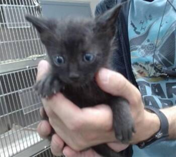 SHADOW -  Domestic Short Hair Cat for Adoption in Salinas, California - SHADOW | PetCurious
