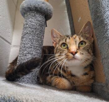 Melody -  Domestic Short Hair Cat Available for Adoption in Noble, Oklahoma - Melody | PetCurious