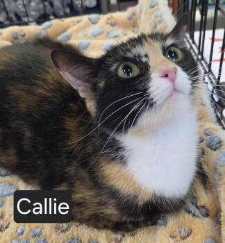 Callie -  Domestic Short Hair Cat for Adoption in Dunellen, New Jersey - Callie | PetCurious