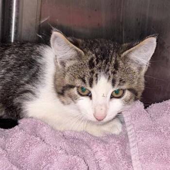 Kenickie -  Domestic Short Hair Cat for Adoption in Sioux Falls, South Dakota - Kenickie | PetCurious