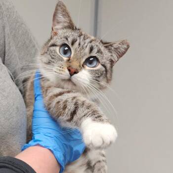 Domestic Short Hair Cats Available for Adoption - Snowball | PetCurious