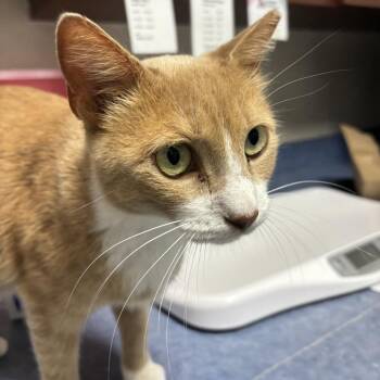 Nemo -  Domestic Short Hair Cat for Adoption in Gainesville, Florida - Nemo | PetCurious