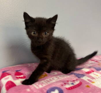 Rescue Domestic Short Hair Cats for Adoption in Lovingston, Virginia - Angelino | PetCurious