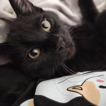 Prada -  Domestic Short Hair Cat for Adoption in Longmont, Colorado - Prada | PetCurious