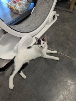 Rescue Domestic Short Hair Cats for Adoption in Brunswick, Georgia - CHRISTA | PetCurious