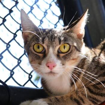 Birdie -  Domestic Short Hair Cat for Adoption in Sarasota, Florida - Birdie | PetCurious