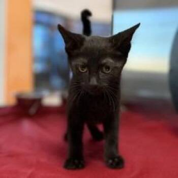 Pop -  Domestic Short Hair Cat for Adoption in Bullhead City, Arizona - Pop | PetCurious