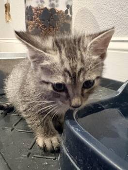 Mercury -  Domestic Short Hair Cat for Adoption in Oviedo, Florida - Mercury | PetCurious