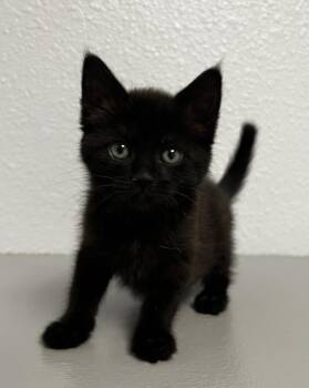 Ferrah -  Domestic Long Hair Cat Available for Adoption in Jamestown, California - Ferrah | PetCurious
