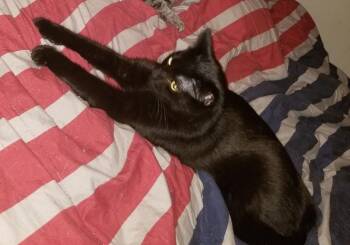 Domestic Short Hair Cats Available for Adoption in Rutherfordton, North Carolina - Smokey (Courtesy Post) | PetCurious