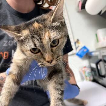 Jenny -  Domestic Short Hair Cat for Adoption in Salt Lake City, Utah - Jenny | PetCurious