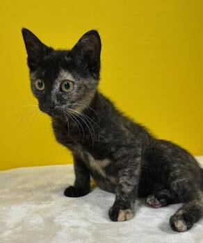 Grand Slam -  Domestic Short Hair Cat for Adoption in Hawk Point, Missouri - Grand Slam | PetCurious