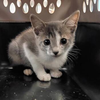Ziggy 8009 -  Domestic Short Hair Cat for Adoption in Columbus, Georgia - Ziggy 8009 | PetCurious
