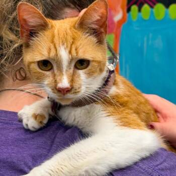 Stardust -  Domestic Short Hair Cat for Adoption in Martinsville, Virginia - Stardust | PetCurious