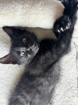 Honey Mustard -  Domestic Short Hair Cat for Adoption in Rossville, Tennessee - Honey Mustard | PetCurious