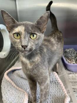 Domestic Short Hair Cats Available for Adoption in Corpus Christi, Texas - UMIYA | PetCurious