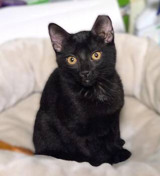 Jinx -  Domestic Short Hair Cat for Adoption in New Albany, Ohio - Jinx | PetCurious