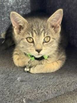 Bernice -  Domestic Short Hair Cat for Adoption in Sidney, Ohio - Bernice | PetCurious