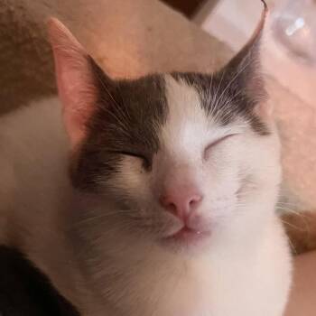Junior Mint 2 -  Domestic Short Hair Cat for Adoption - Junior Mint 2 | PetCurious