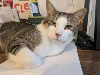 Rescue American Shorthair Cats for Adoption in New York, New York - Manny N ~~ Cuddle King | PetCurious