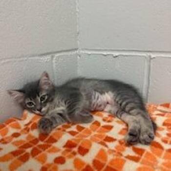 Sage -  Domestic Medium Hair Cat for Adoption in Buellton, California - Sage | PetCurious