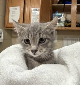 Crackle -  Domestic Short Hair Cat for Adoption in Hamilton Township, New Jersey - Crackle | PetCurious