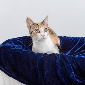 Juvia -  Domestic Short Hair Cat for Adoption in Los Angeles, California - Juvia | PetCurious