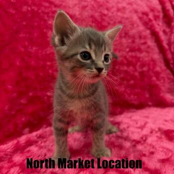Domestic Short Hair Cats Available for Adoption in Raleigh, North Carolina - Satin | PetCurious