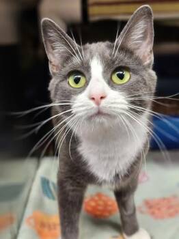 Rescue Domestic Short Hair Cats for Adoption in Riverbank, New Brunswick - Aura | PetCurious