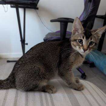 Pharaoh -  Domestic Short Hair Cat for Adoption in Los Angeles, California - Pharaoh | PetCurious