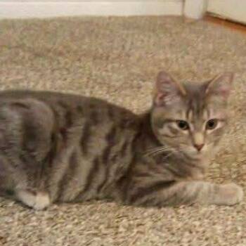 Rescue Domestic Short Hair Cats for Adoption in Nampa, Idaho - Puck | PetCurious