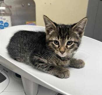 Rescue Domestic Short Hair Cats for Adoption in Black Eagle, Montana - Ritz | PetCurious