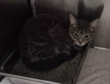VIENNA -  Domestic Short Hair Cat for Adoption in Decatur, Illinois - VIENNA | PetCurious