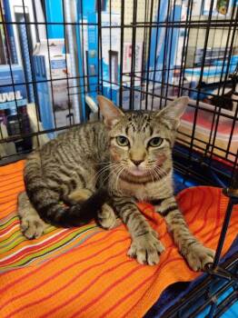 Rescue Domestic Short Hair Cats for Adoption in Fischer, Texas - Serafina | PetCurious