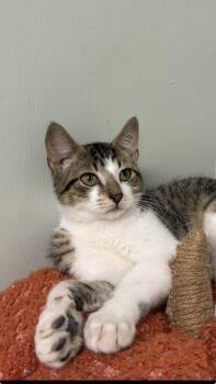 Whiskers -  Domestic Short Hair Cat for Adoption in Picayune, Mississippi - Whiskers | PetCurious